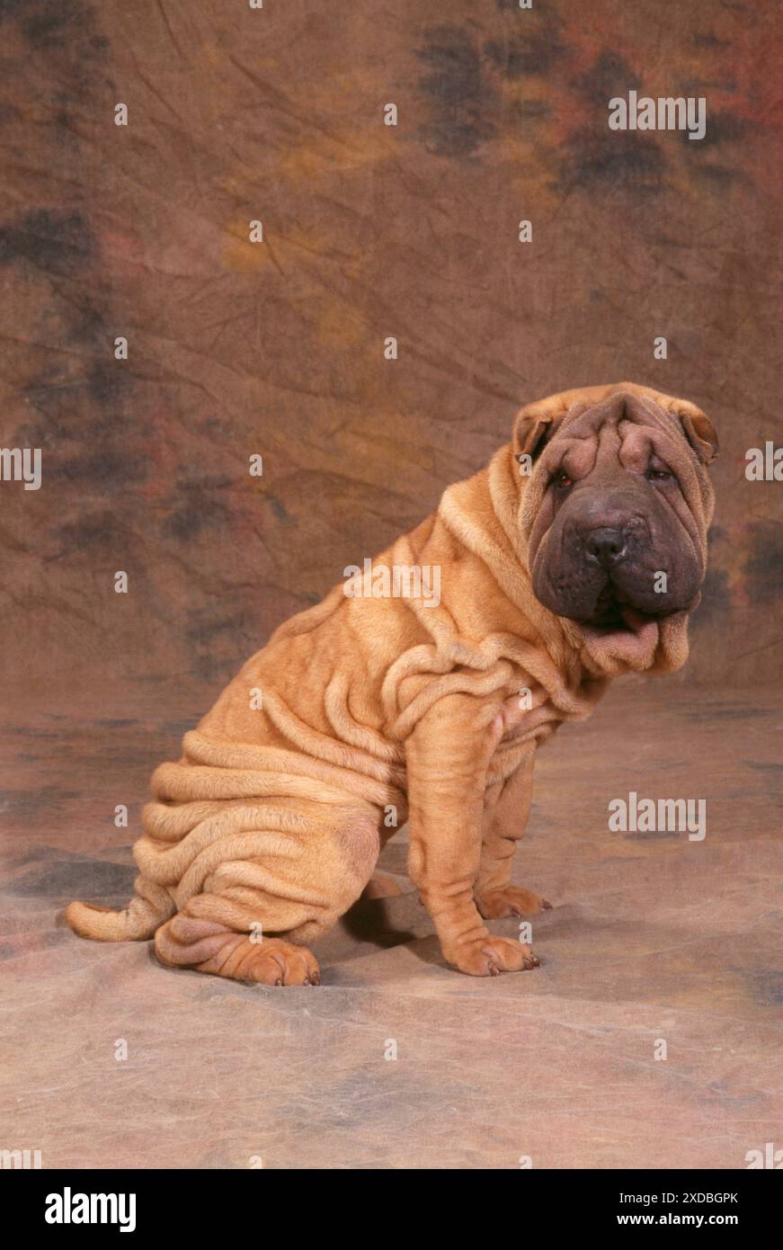 HUND - Shar Pei, Seitenansicht Stockfoto
