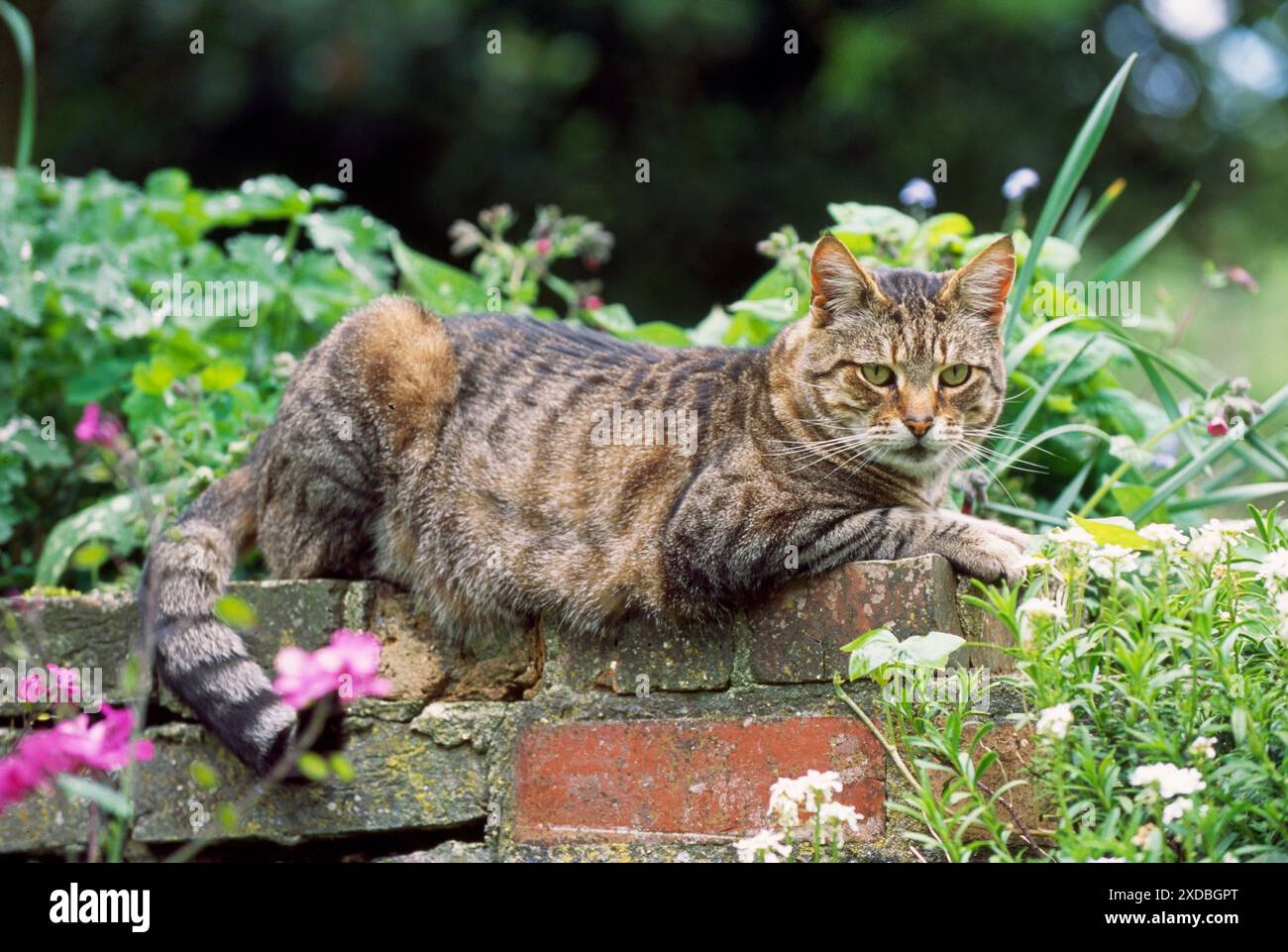 Tabby CAT - auf der Wand liegend Stockfoto