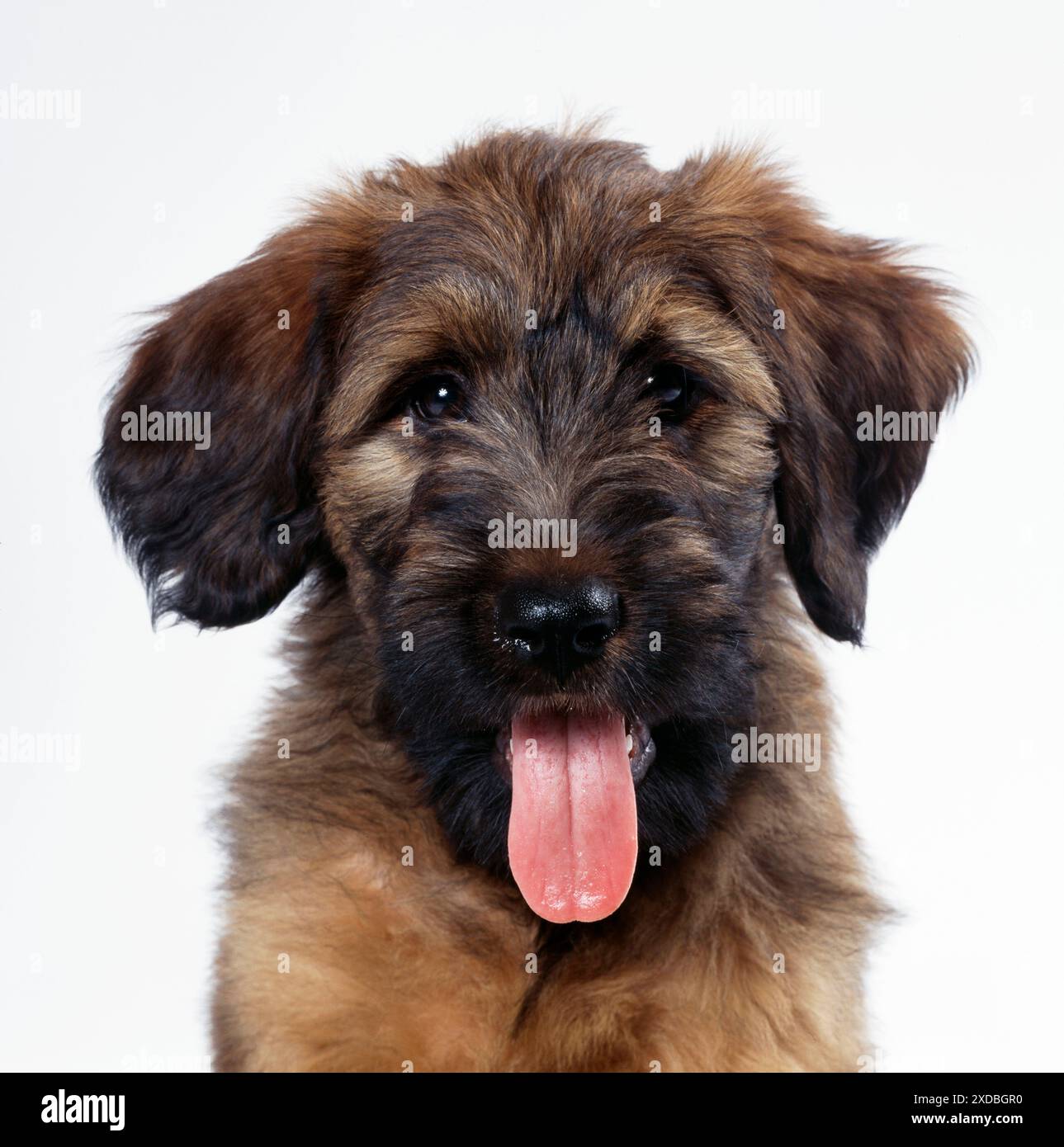 HUND - Briard Hündchen, Nahaufnahme des Gesichts Stockfoto