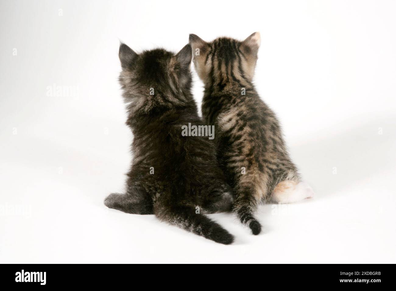 Katze - Rückansicht von zwei Kätzchen Stockfoto