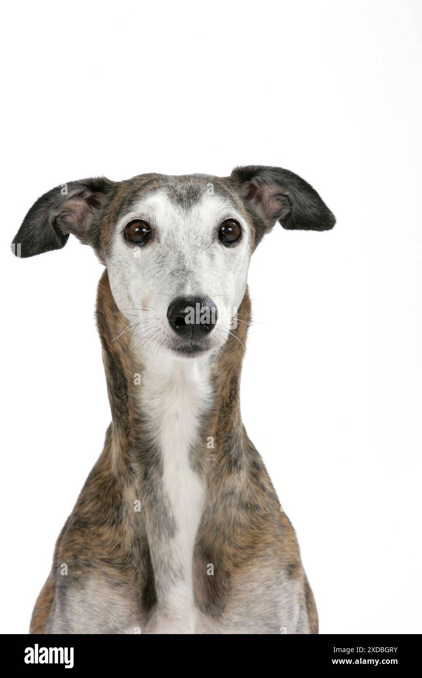 Hund - Dunkler Brindle und weißer Greyhound. Stockfoto