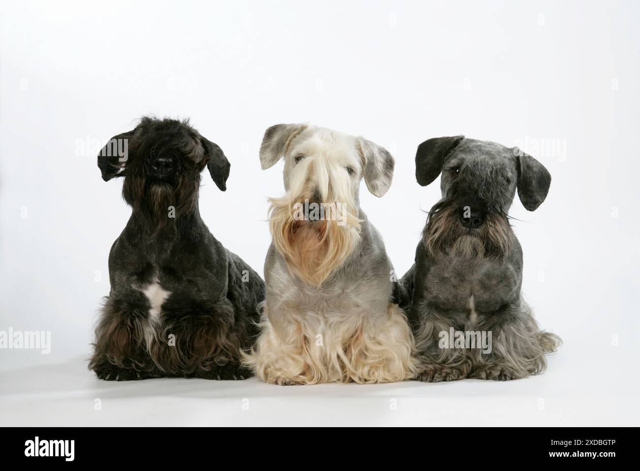 Cesky Terriers - drei Stockfoto