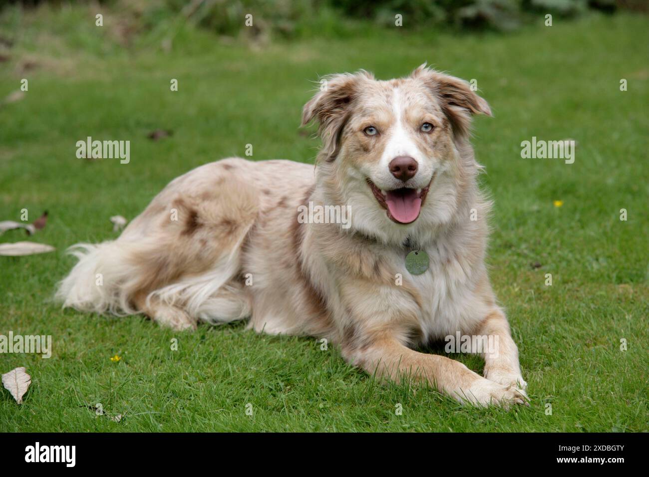 HUND - auf Gras liegend mit offenem Mund. Stockfoto