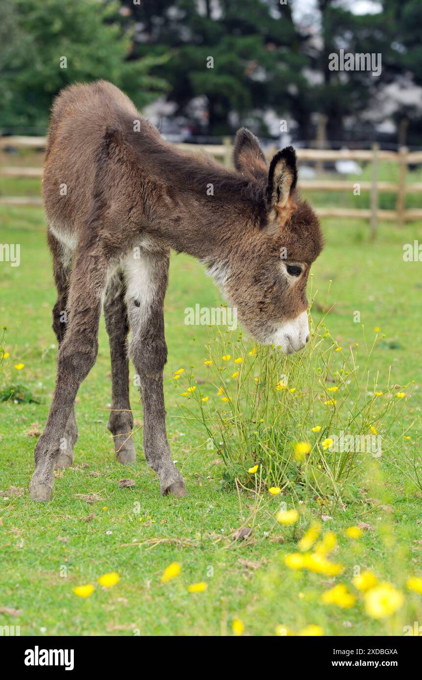 Esel - Baby 5 Tage alt Stockfoto