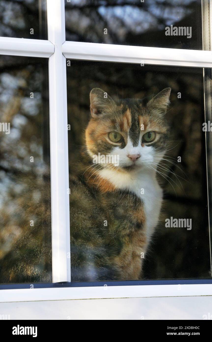 KAT. Katze, die durch ein Fenster schaut Stockfoto