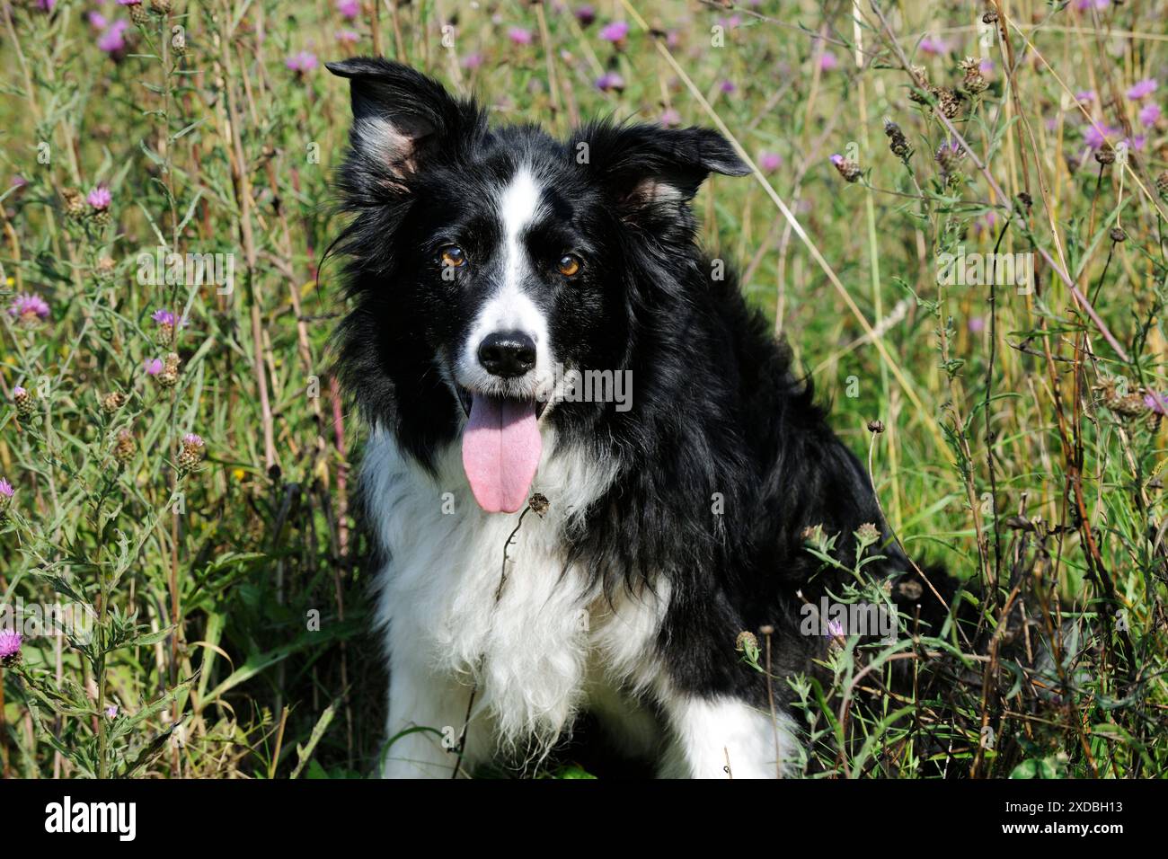 Border Collie Dog - mit ausgezogener Zunge Stockfoto
