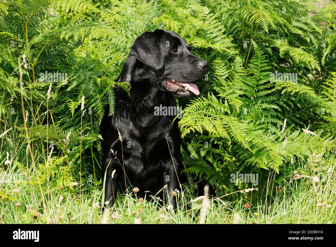 Hund. Schwarzer labrador, der in Farnen sitzt Stockfoto