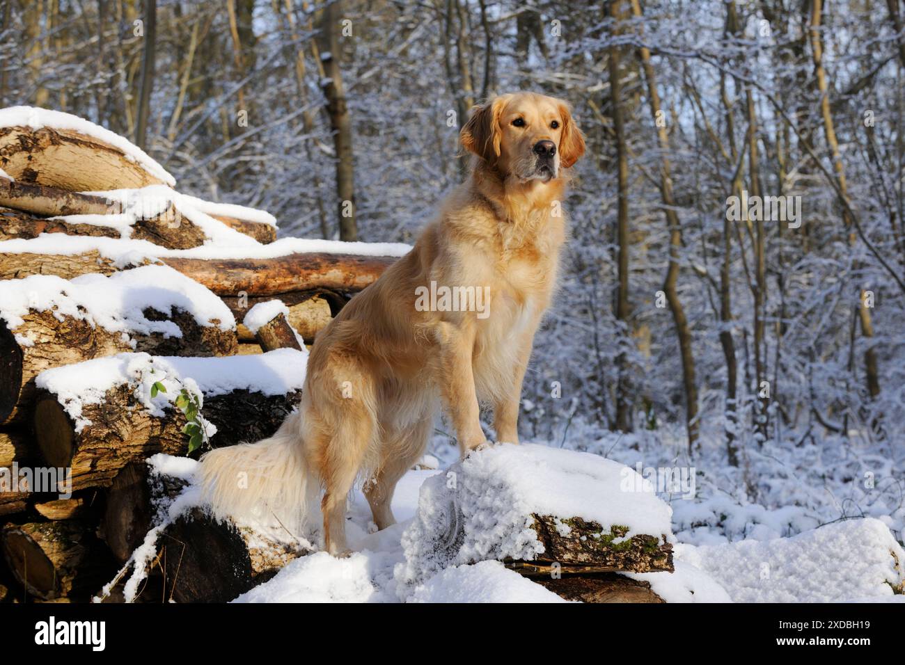 HUND. Golden Retriever auf schneebedeckten Baumstämmen Stockfoto