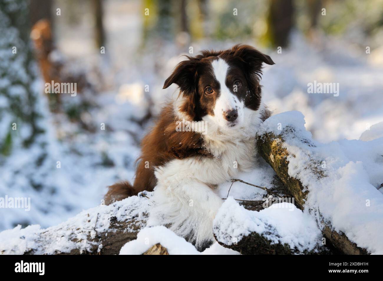 HUND. Border Collie steht auf schneebedeckten Stämmen Stockfoto