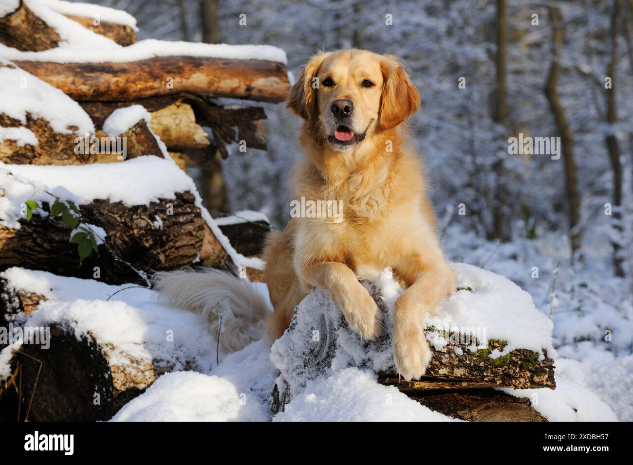 HUND. Goldener Retriever, der auf schneebedeckten Stämmen liegt Stockfoto