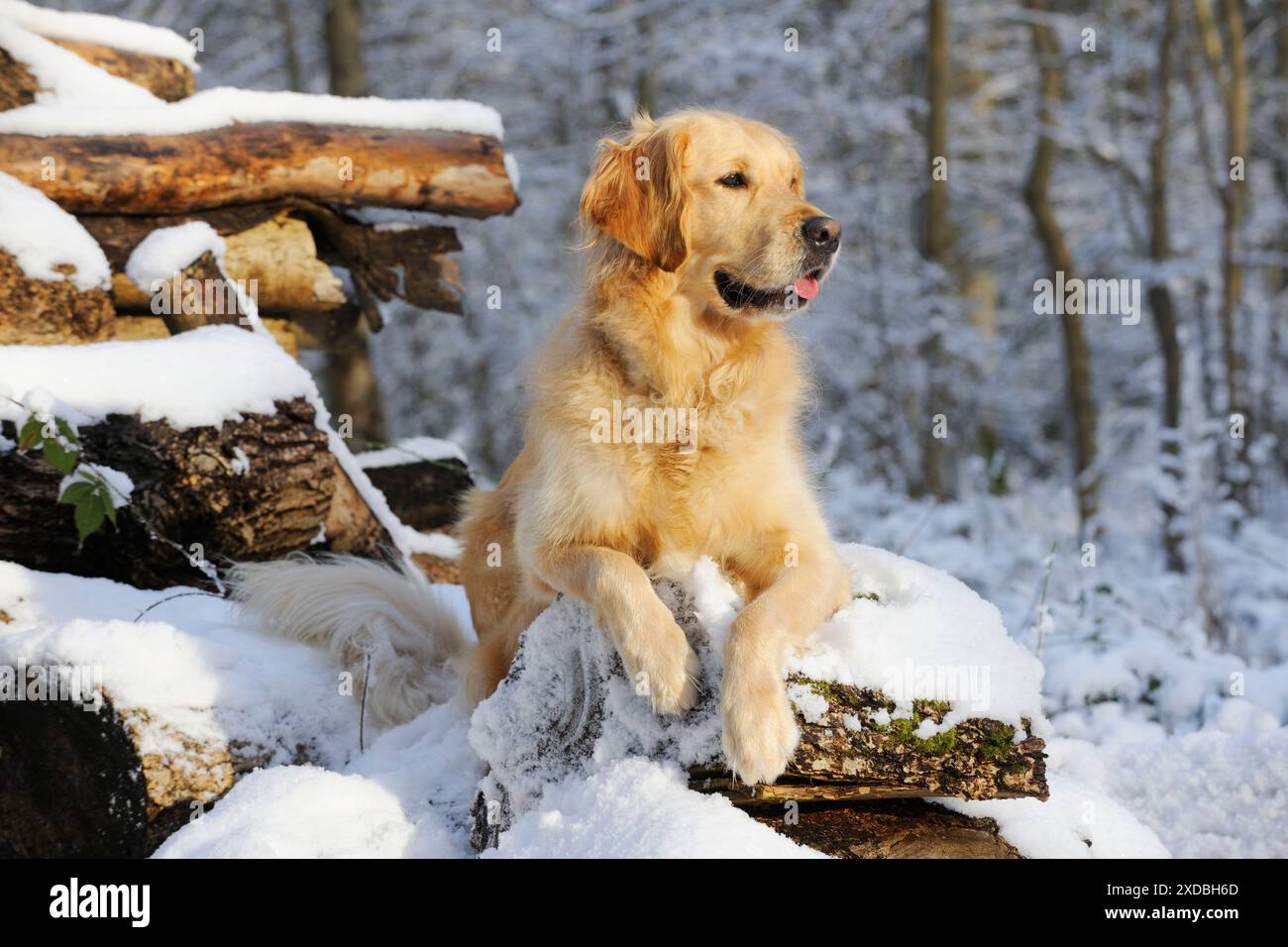 HUND. Goldener Retriever, der auf schneebedeckten Stämmen liegt Stockfoto