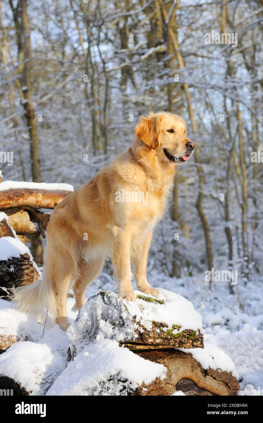 HUND. Golden Retriever auf schneebedeckten Baumstämmen Stockfoto