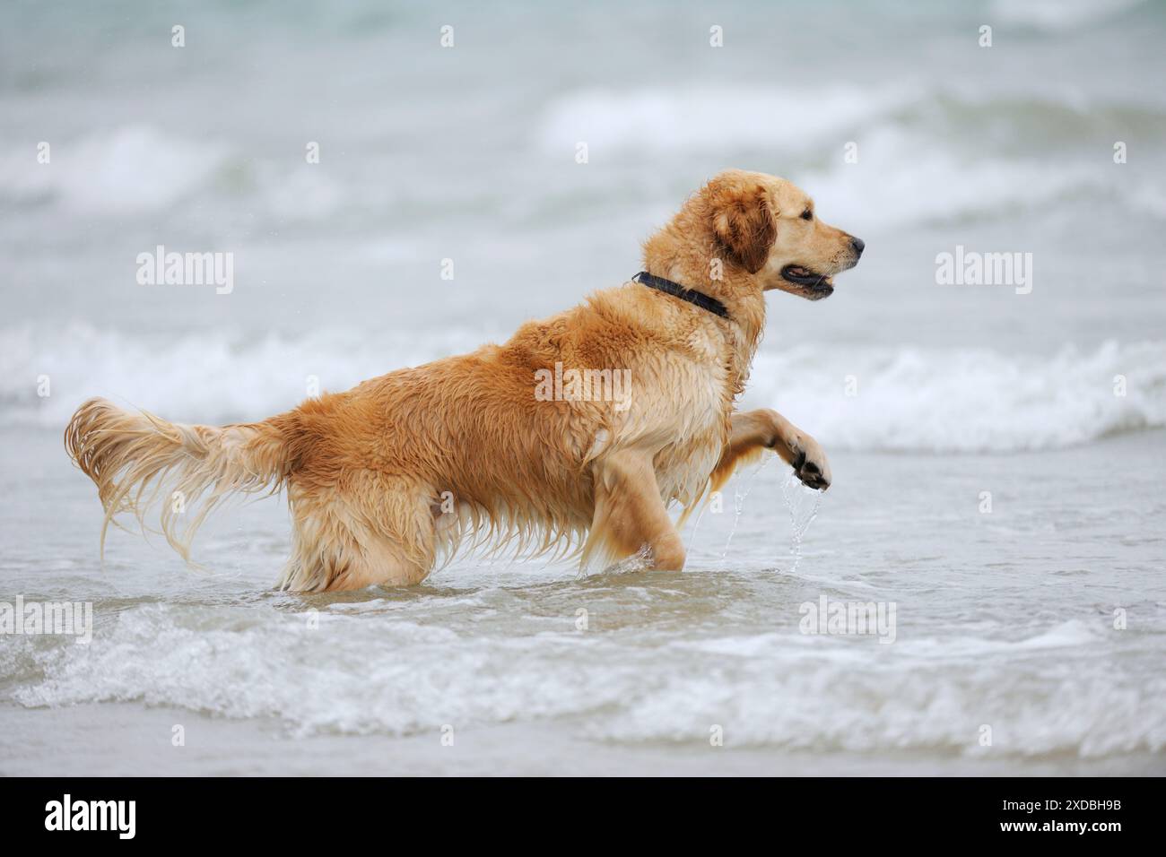 HUND. Golden Retriever läuft in der Brandung Stockfoto