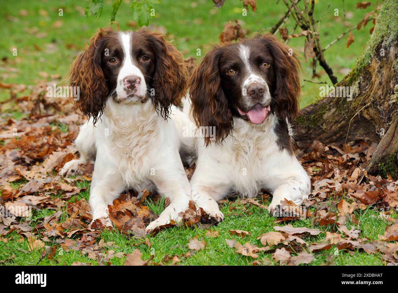 HUND. Englisches springer-Spaniel-Paar, das in Blättern sitzt Stockfoto