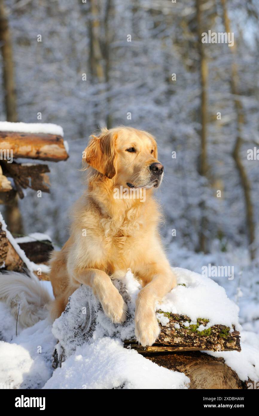 HUND. Goldener Retriever, der auf schneebedeckten Stämmen liegt Stockfoto