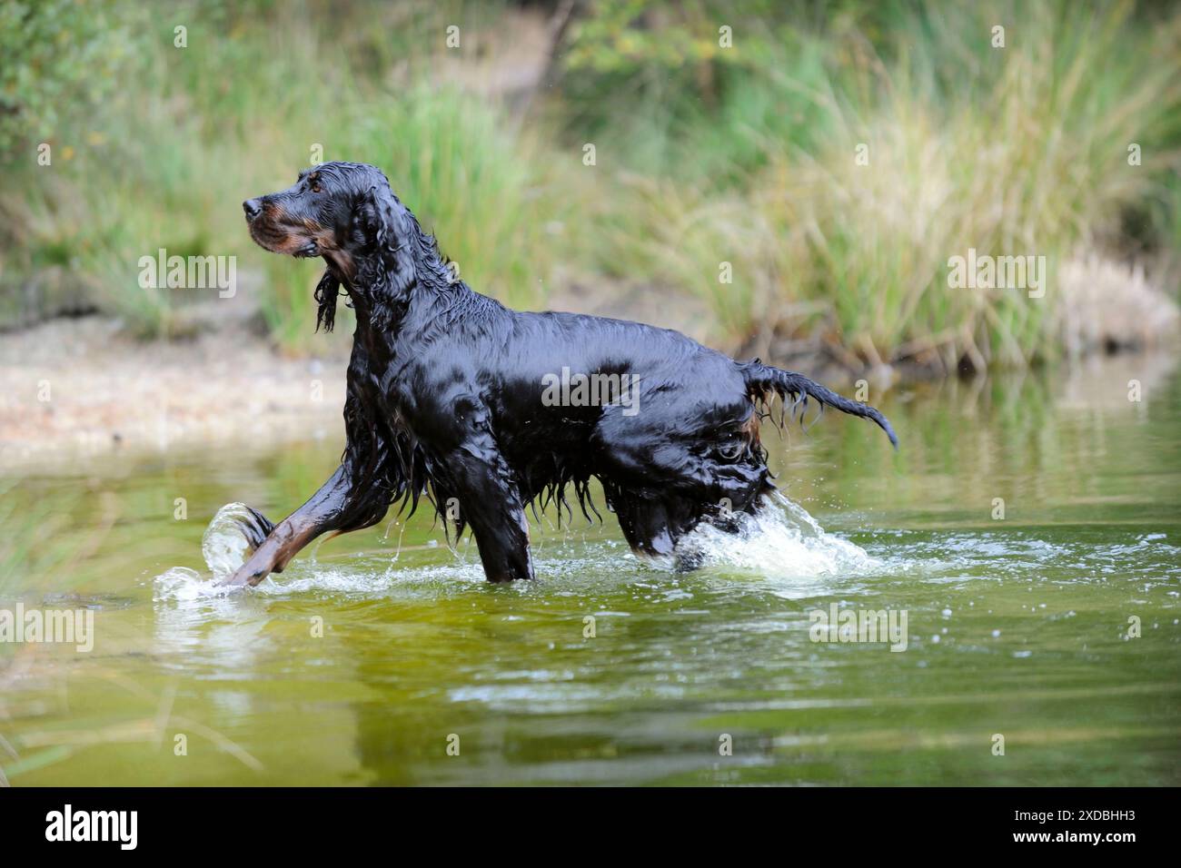 HUND. Gordon Setter, der durch den See läuft Stockfoto