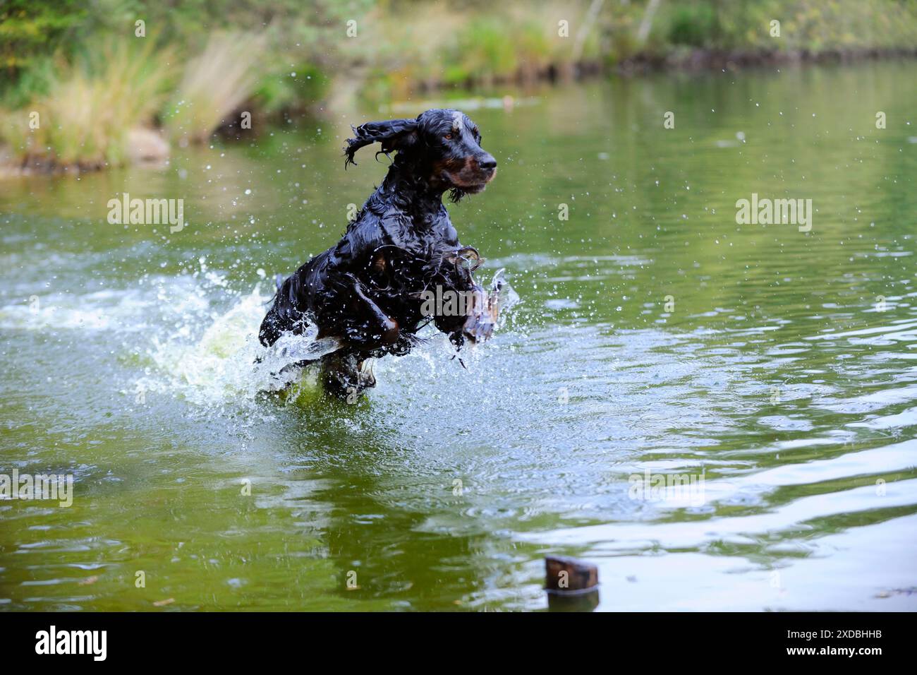 HUND. Gordon Setter springt durch den See Stockfoto