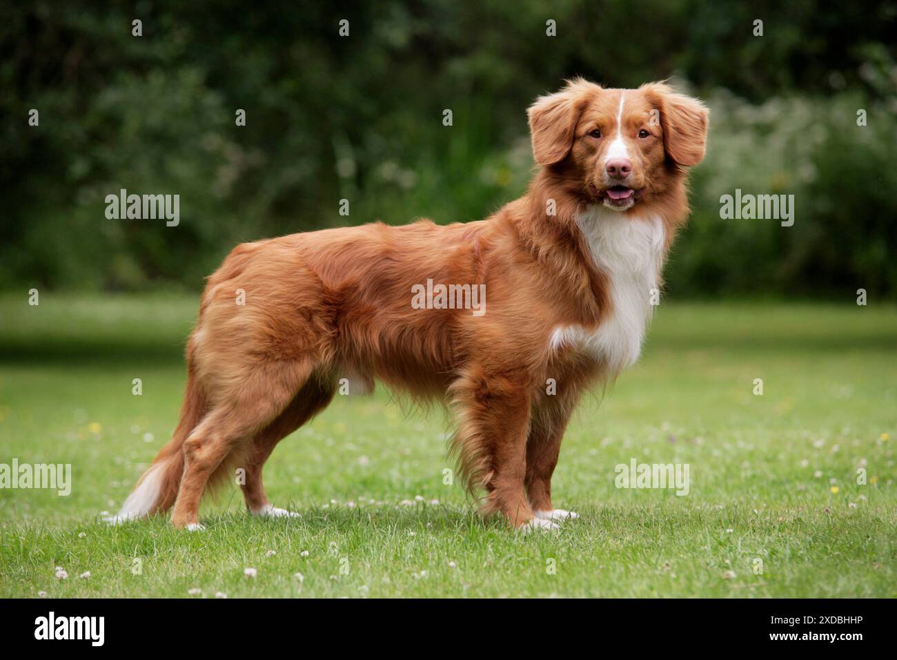 Hund. Neuschottische Ente, Maultier-Retriever Stockfoto