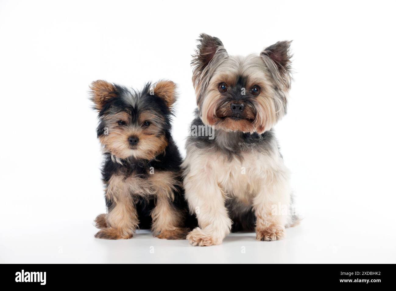HUND - Yorkshire-Terrier-Welpe, der neben yorkshire sitzt Stockfoto