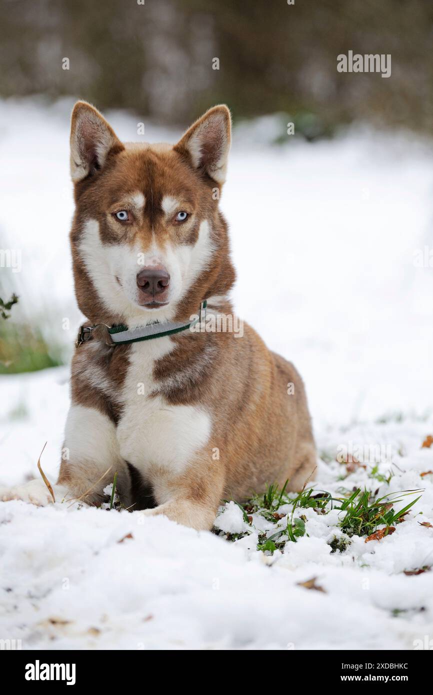 Hund - Husky - liegt im Schnee Stockfoto