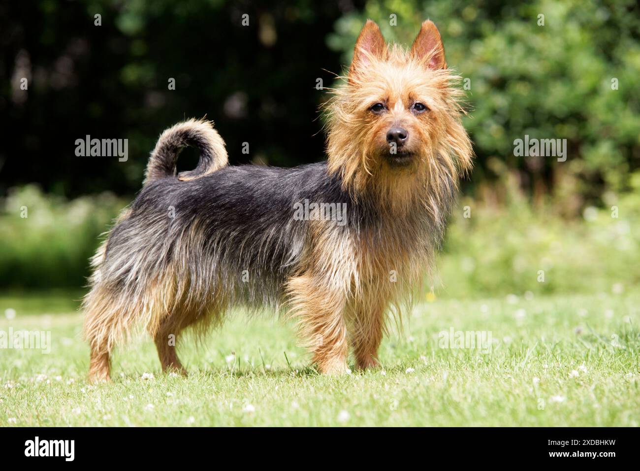 Hund. Australischer Terrier Stockfoto