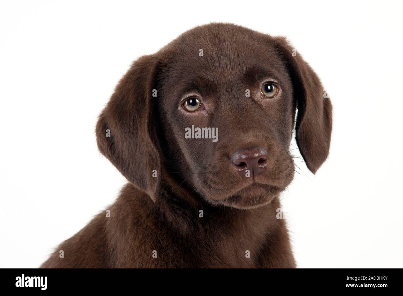 HUND – Schoko labrador Welpen (Kopfschuss) (13 Wochen) Stockfoto