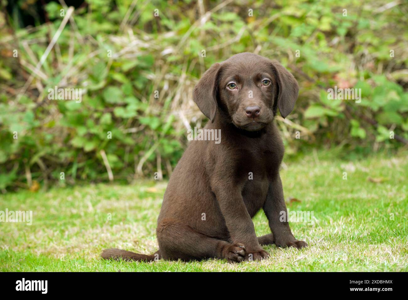 HUND – Schokolade labrador Hündchen (13 Wochen) Stockfoto