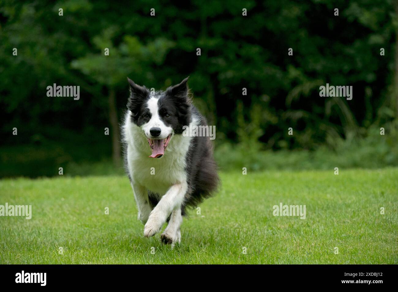 HUND - Border Collie, der durch den Garten läuft Stockfoto