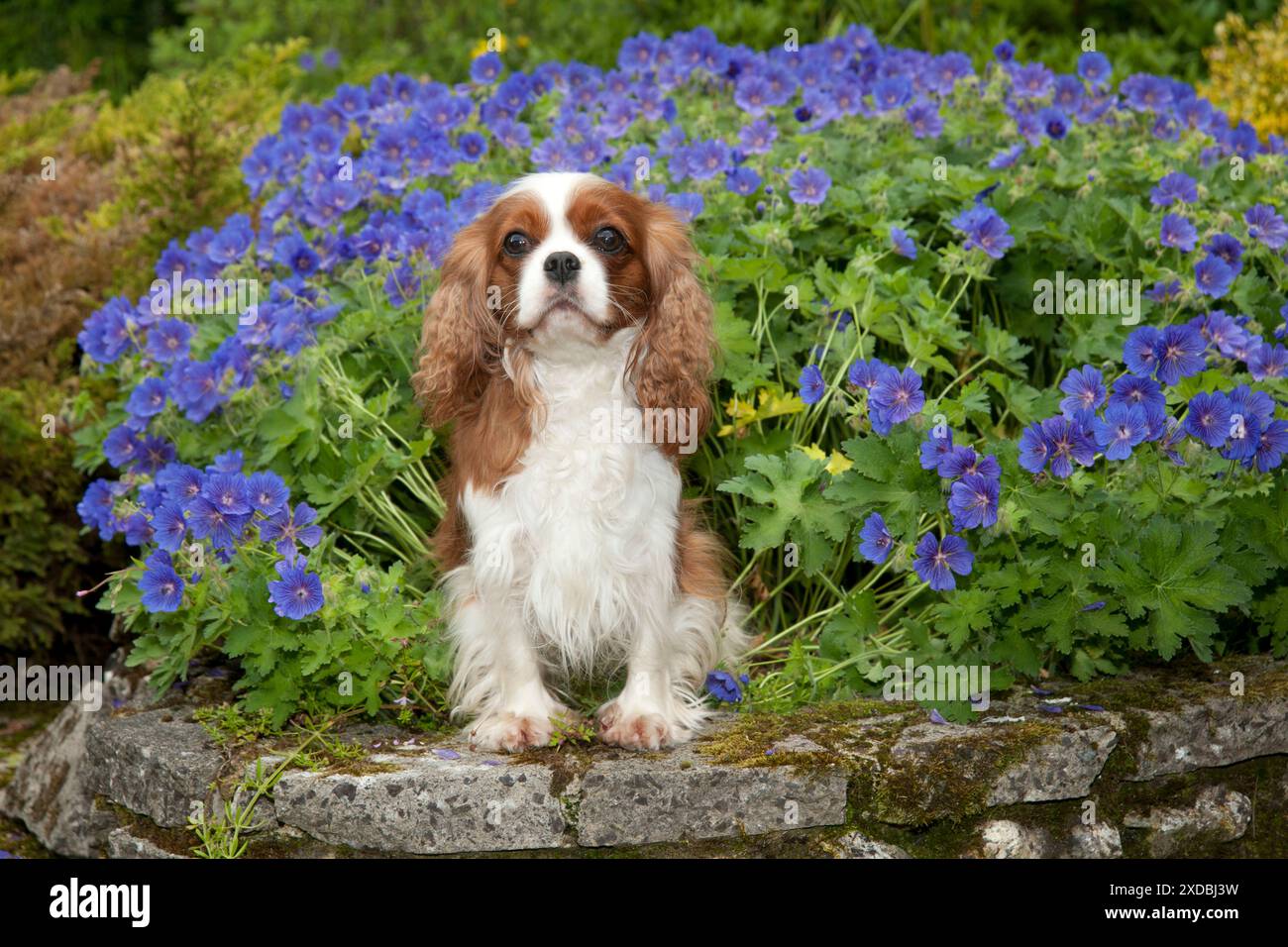HUND - Kavalier König Charles sitzt im Garten Stockfoto