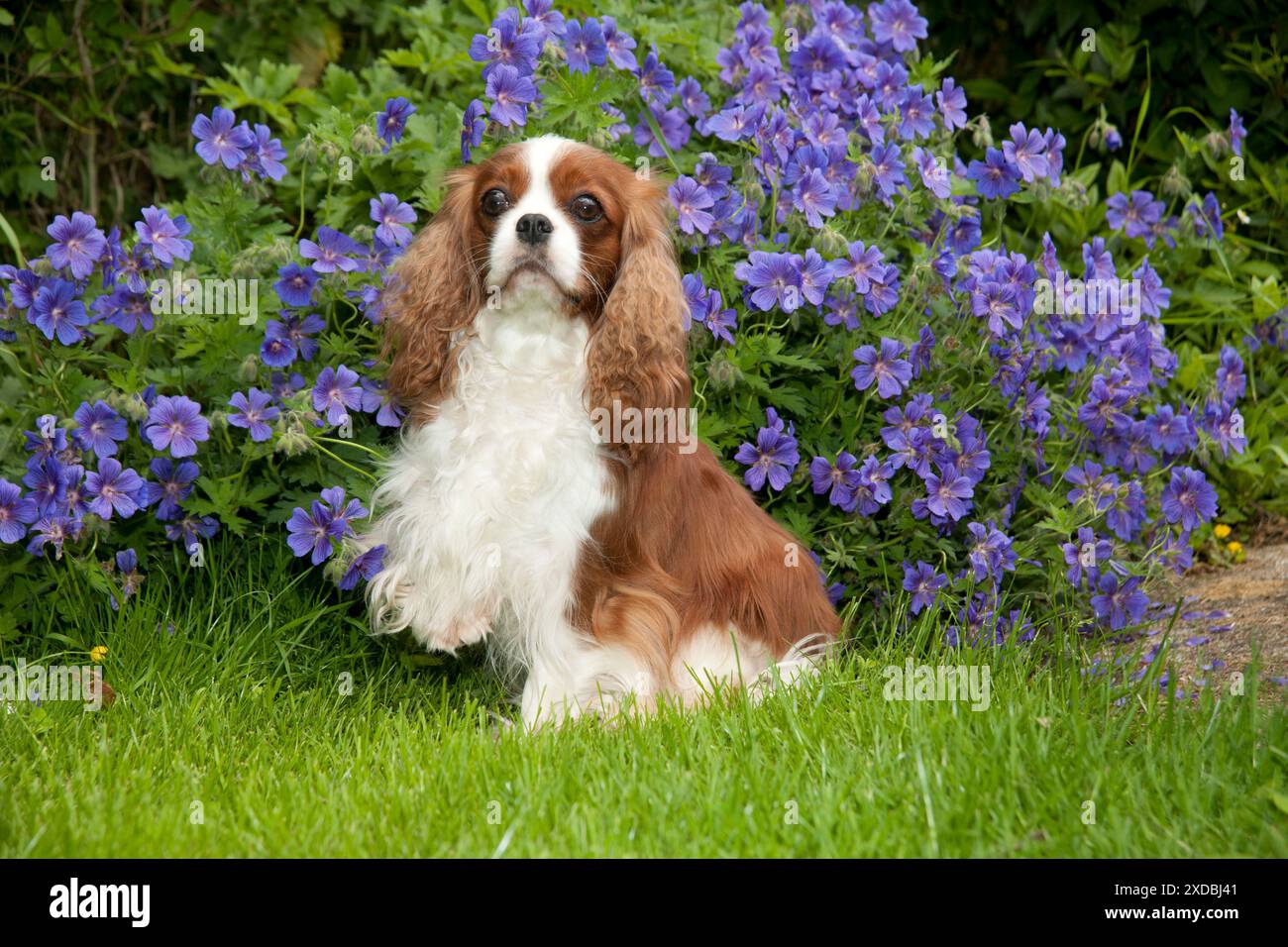 HUND - Kavalierkönig charles sitzt im Garten Stockfoto