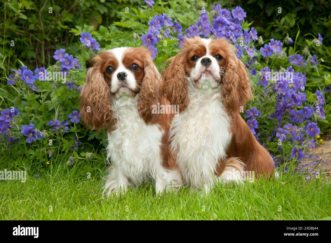 HUND - Kavalier König Charles sitzt zusammen im Garten Stockfoto