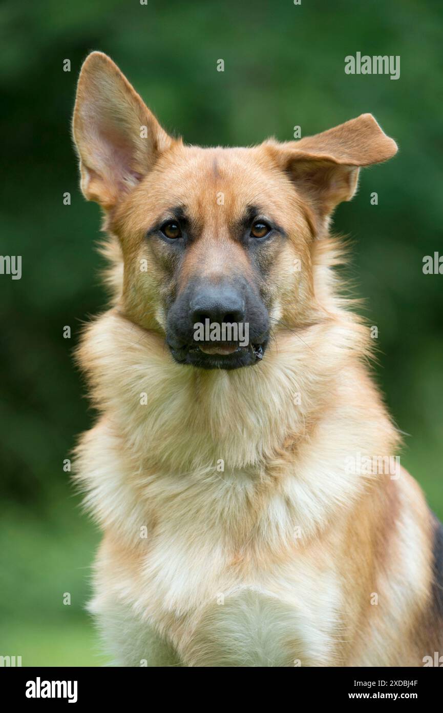 HUND - deutscher Schäferhund - mit einem Ohr spitz Stockfoto