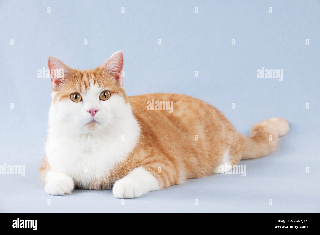 CAT – British Kurzhaar X Stockfoto