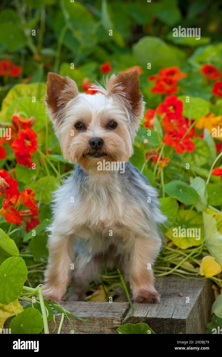 HUND - Yorkshire Terrier, der am Rand der Pflanzenkasten steht Stockfoto