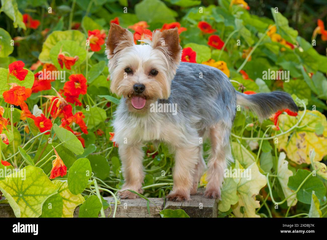 HUND - Yorkshire Terrier, der am Rand der Pflanzenkasten steht Stockfoto