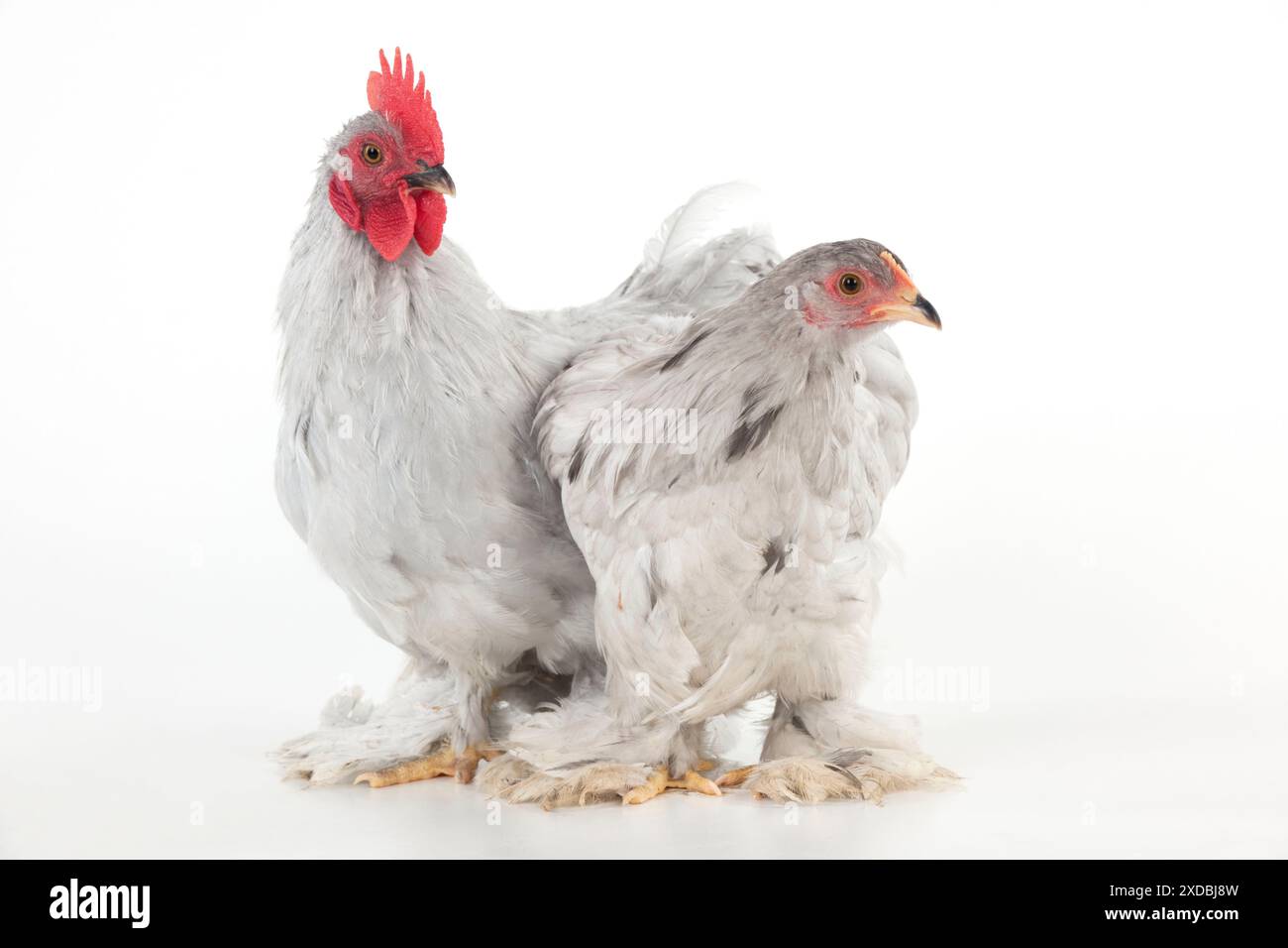 HÜHNCHEN - Peking bantam Stockfoto