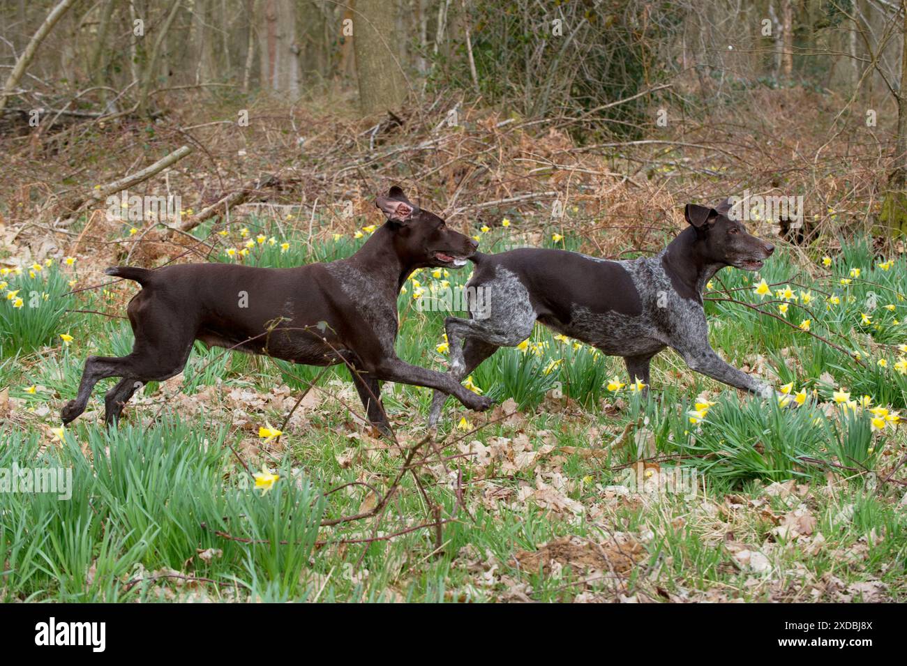 HUND - deutsche Kurzhaarige, die durchlaufen Stockfoto