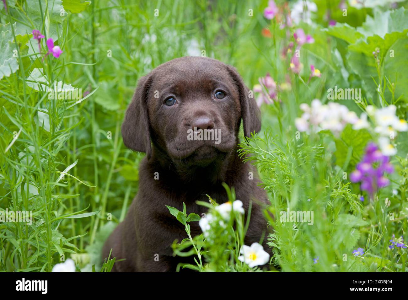 HUND - Schokolade labrador Stockfoto