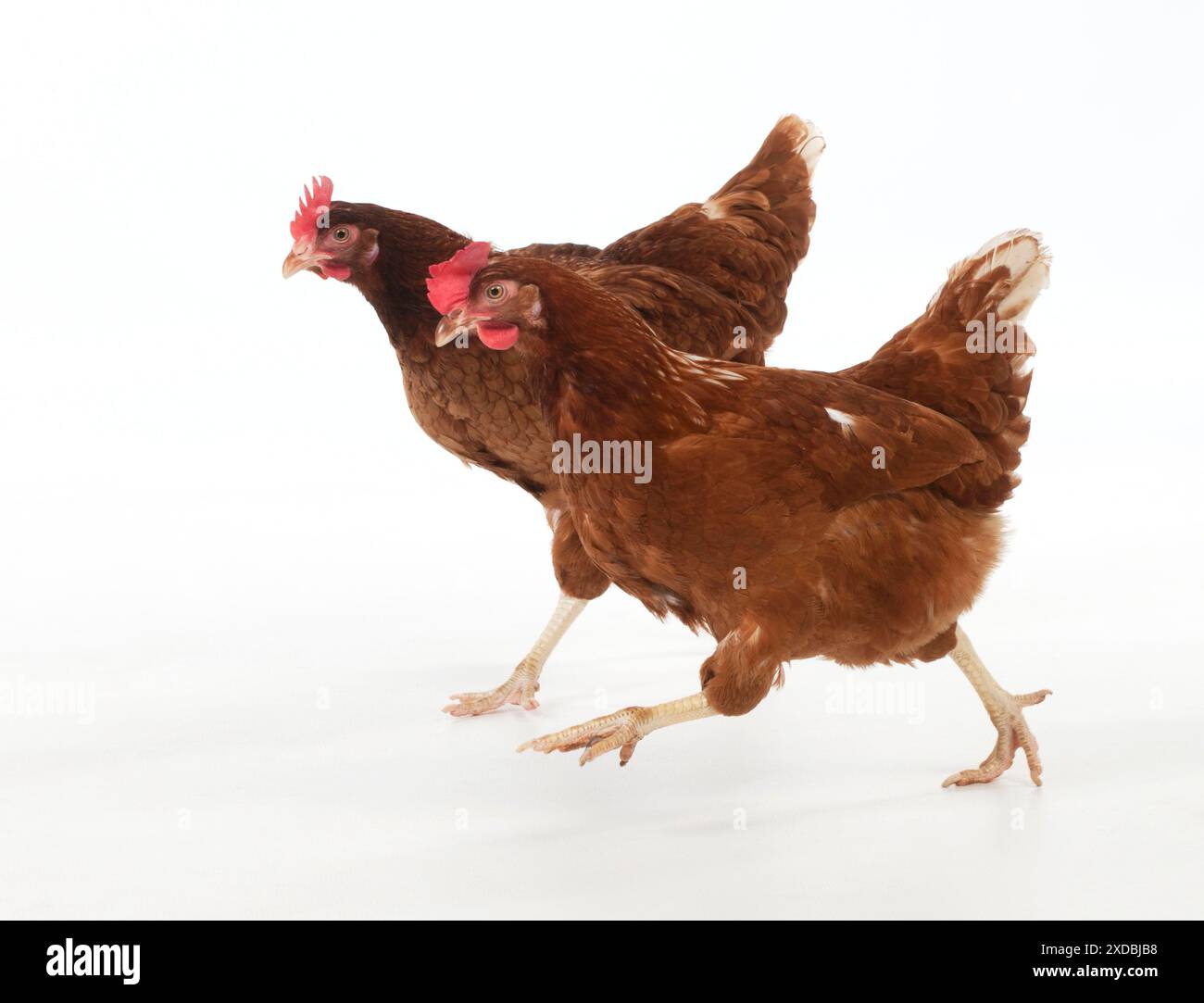 Vogel – Geflügel, das läuft Stockfoto