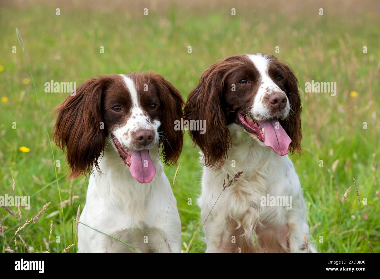 Englische Hunde-Springer-Spanier Stockfoto