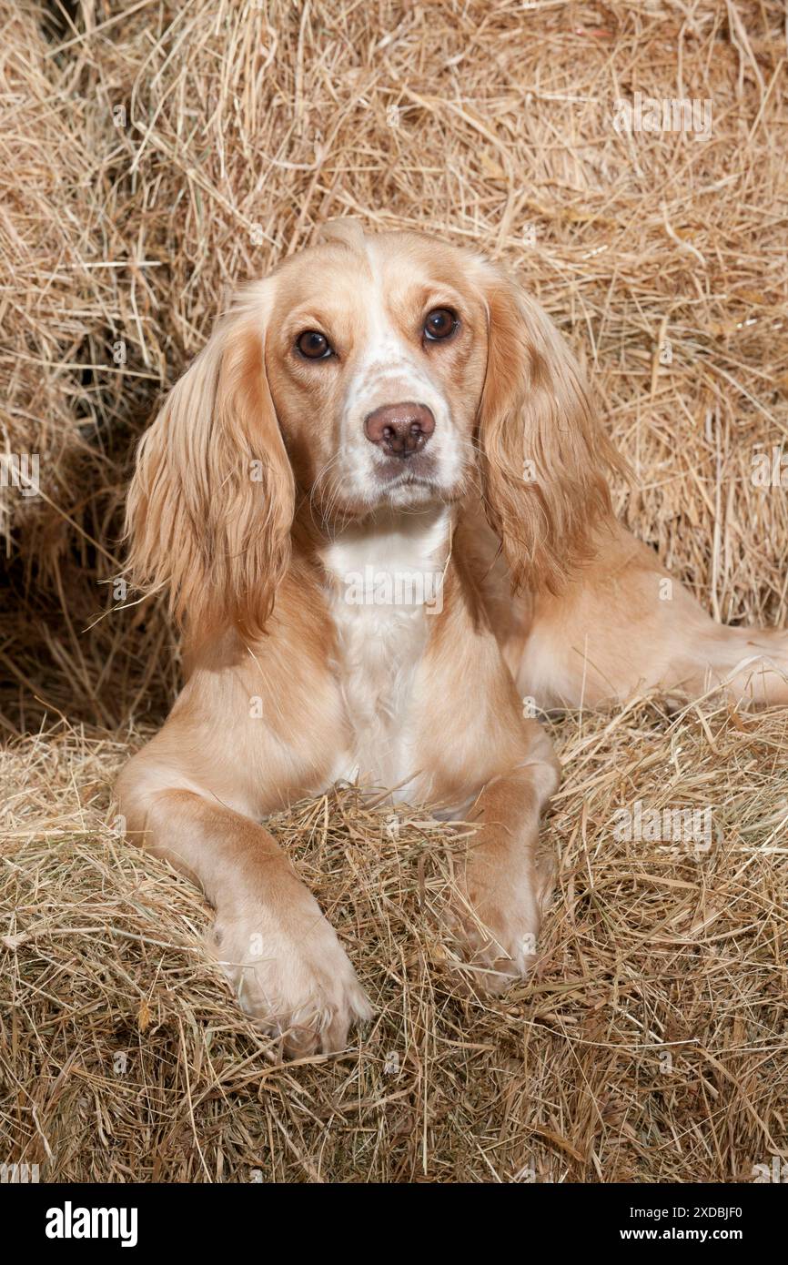 HUND (arbeitender) Golden Cocker Spaniel im Heu Stockfoto