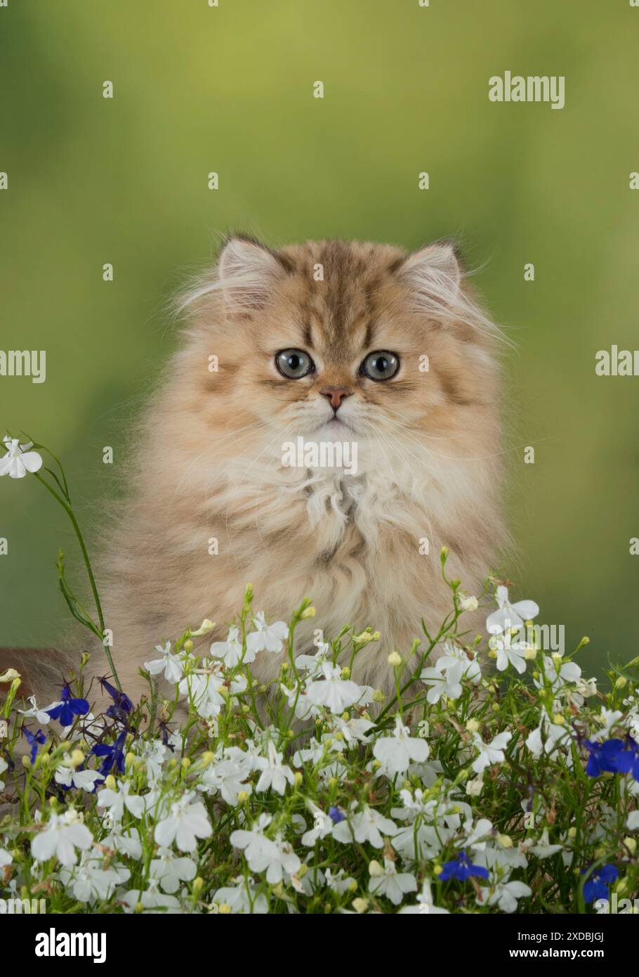 Katze Persisch Chinchilla Golden 14 Wochen altes Kätzchen Stockfoto