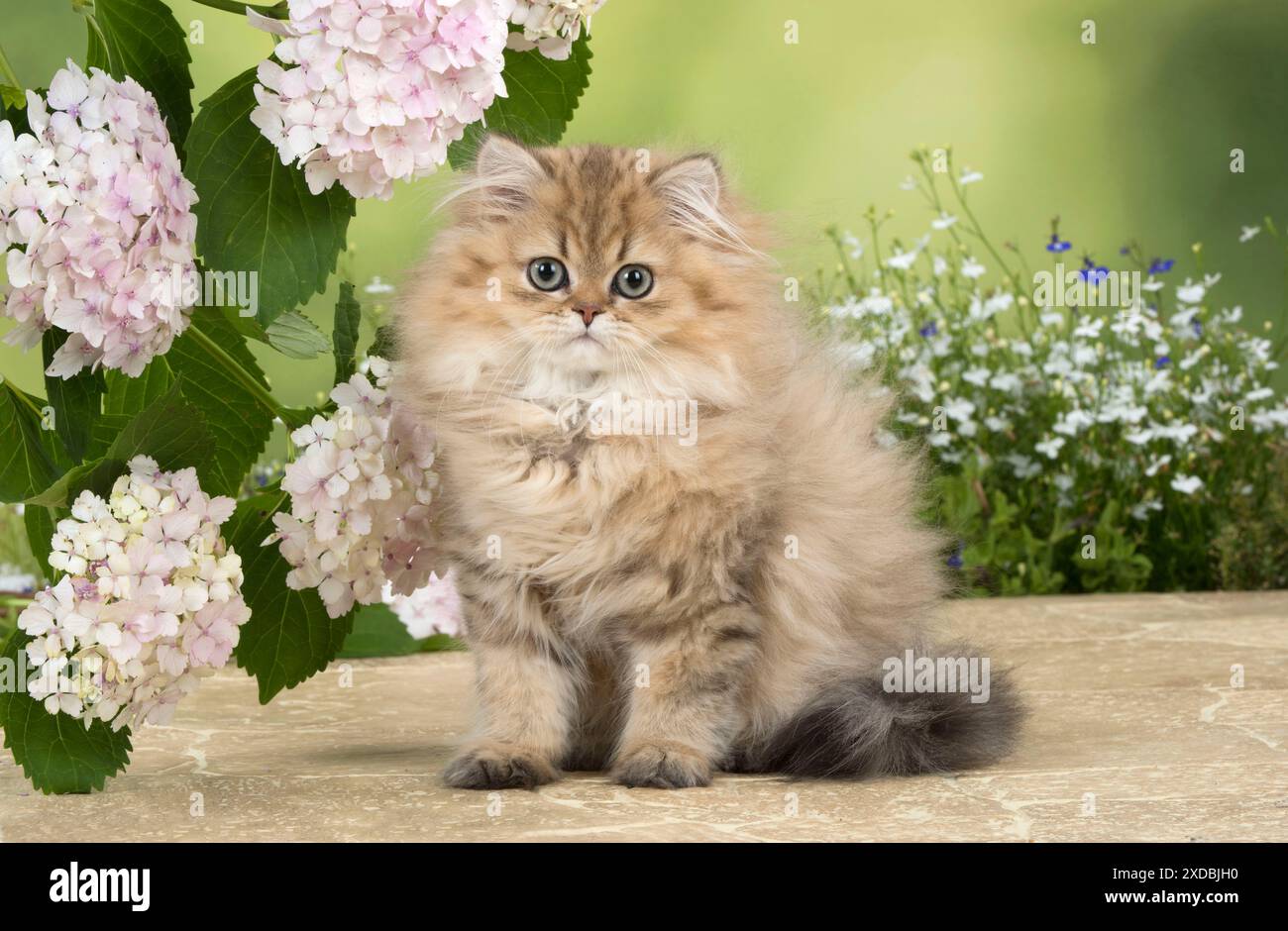 Katze Persisch Chinchilla Golden 14 Wochen altes Kätzchen Stockfoto