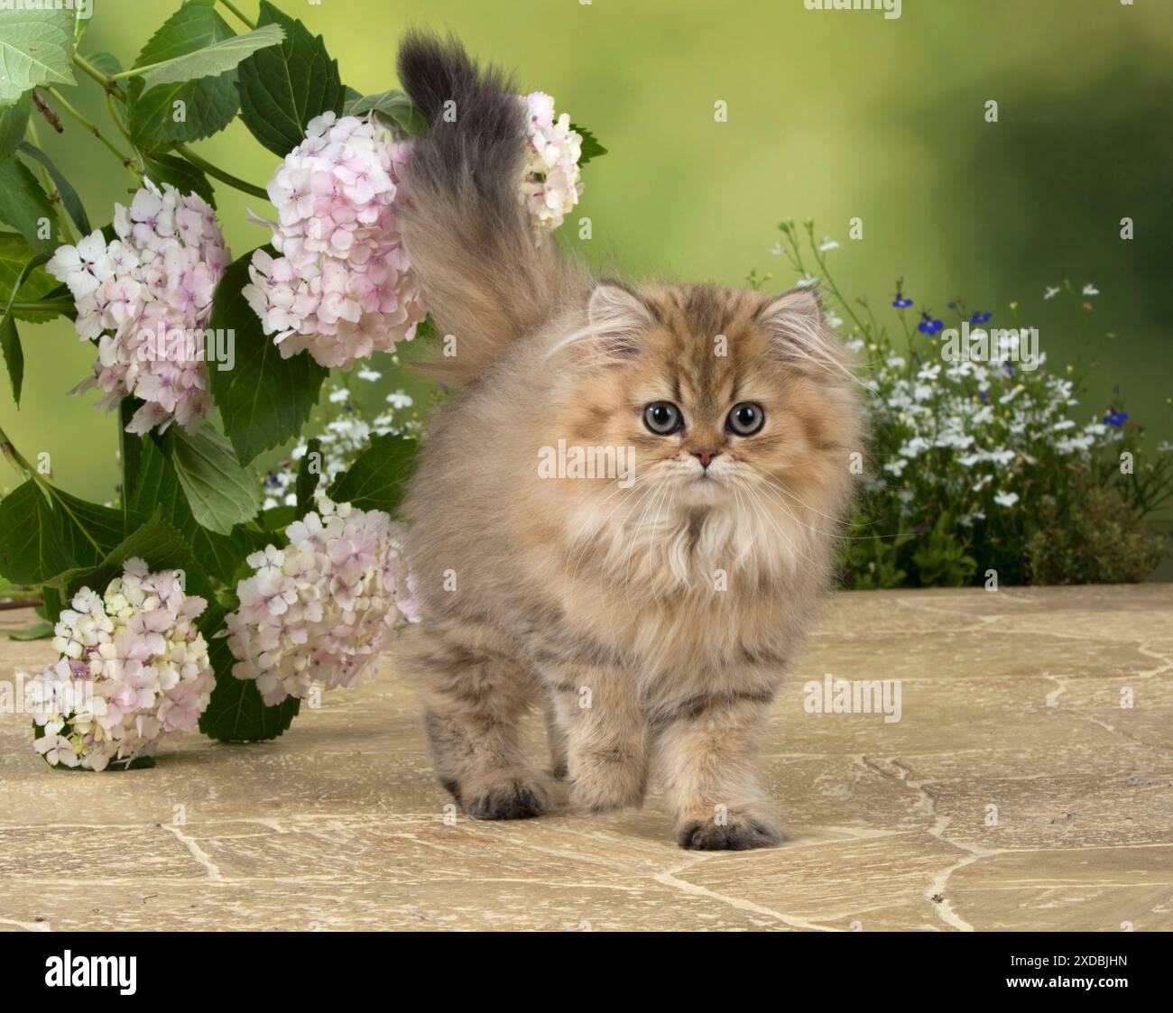 Katze Persisch Chinchilla Golden 14 Wochen altes Kätzchen Stockfoto