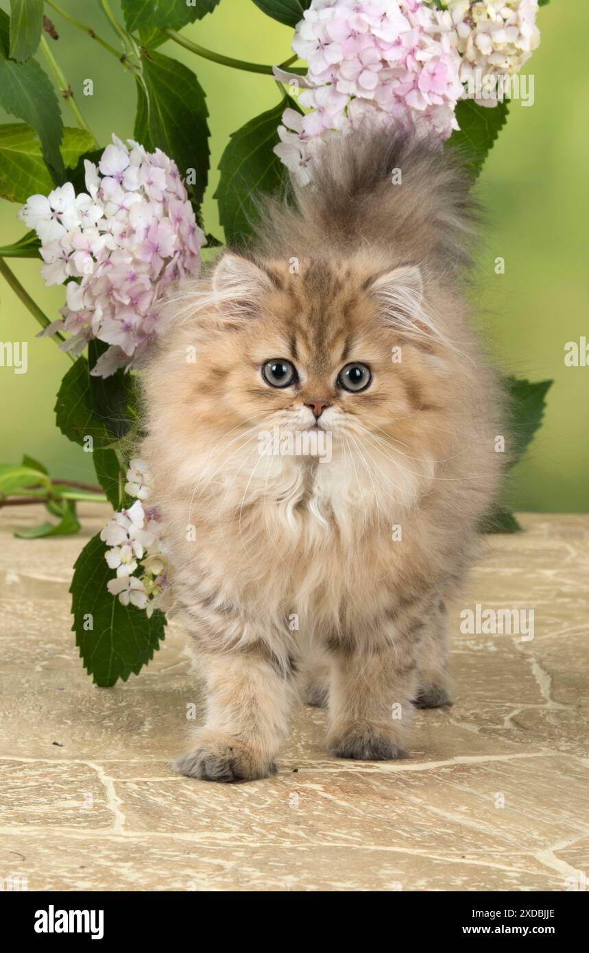 Katze Persisch Chinchilla Golden 14 Wochen altes Kätzchen Stockfoto