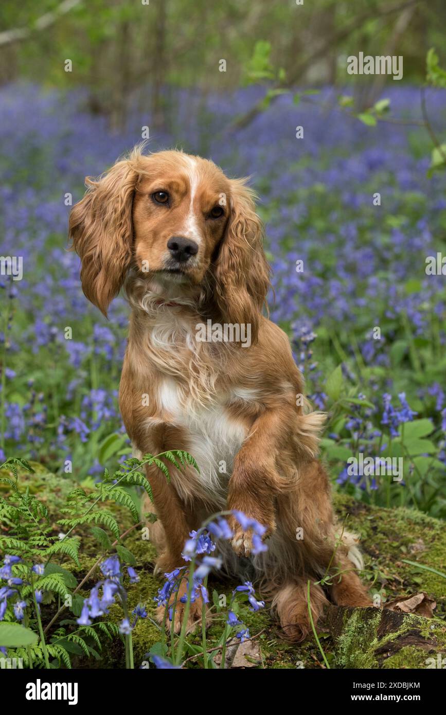 Dog Cocker Spaniel (in Betrieb) Stockfoto