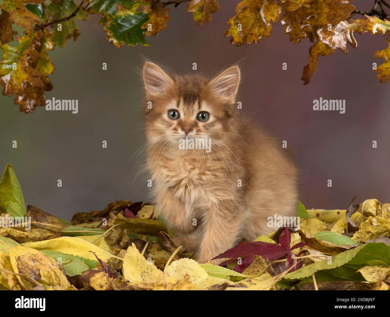 Katze Somali 9 Wochen altes Kätzchen mit Herbstlaub Stockfoto