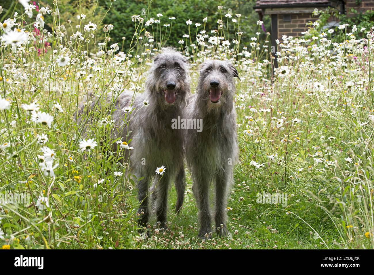 Hund Deerhounds auf der Gartenwiese Stockfoto