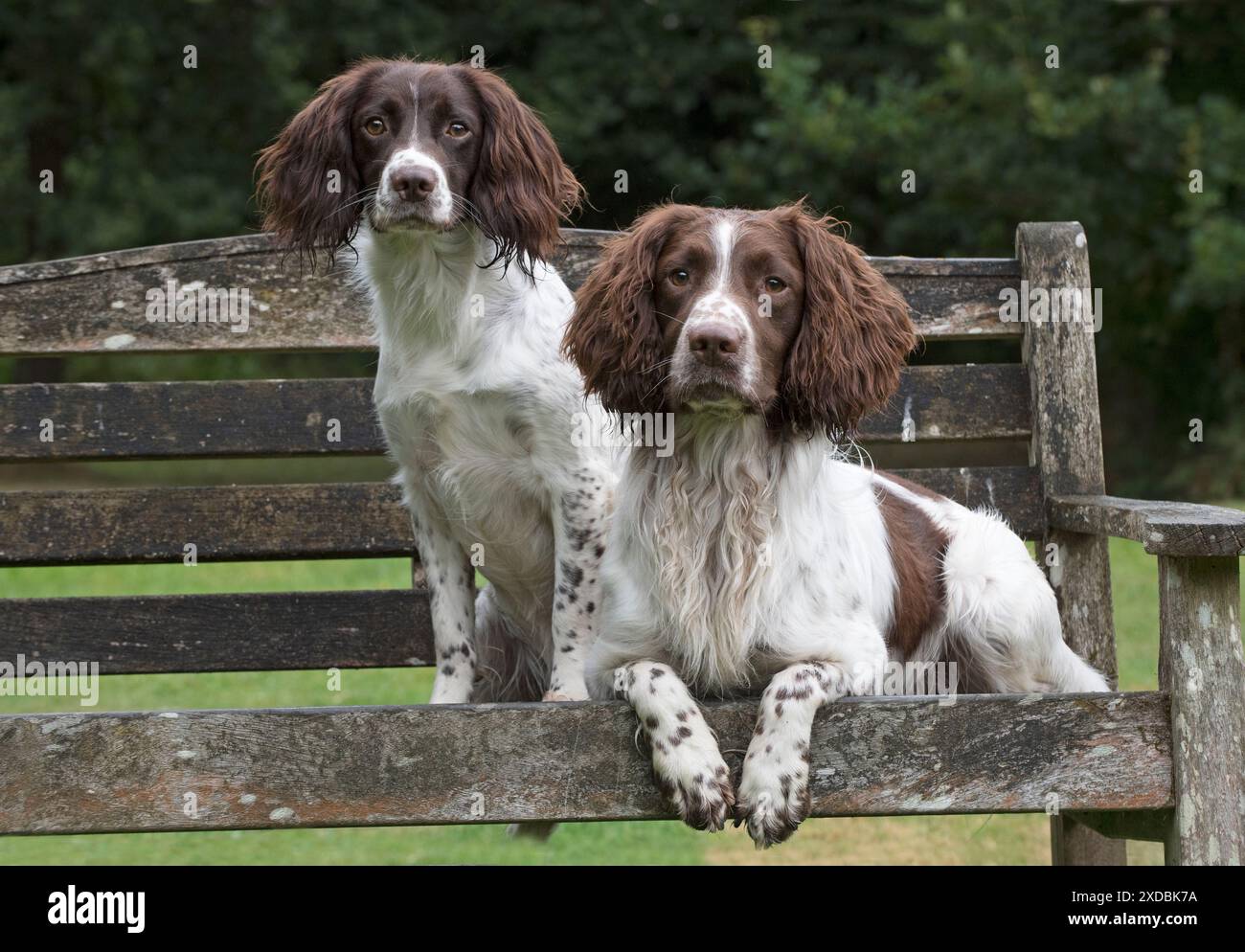 Hund Springer Spaniels Stockfoto