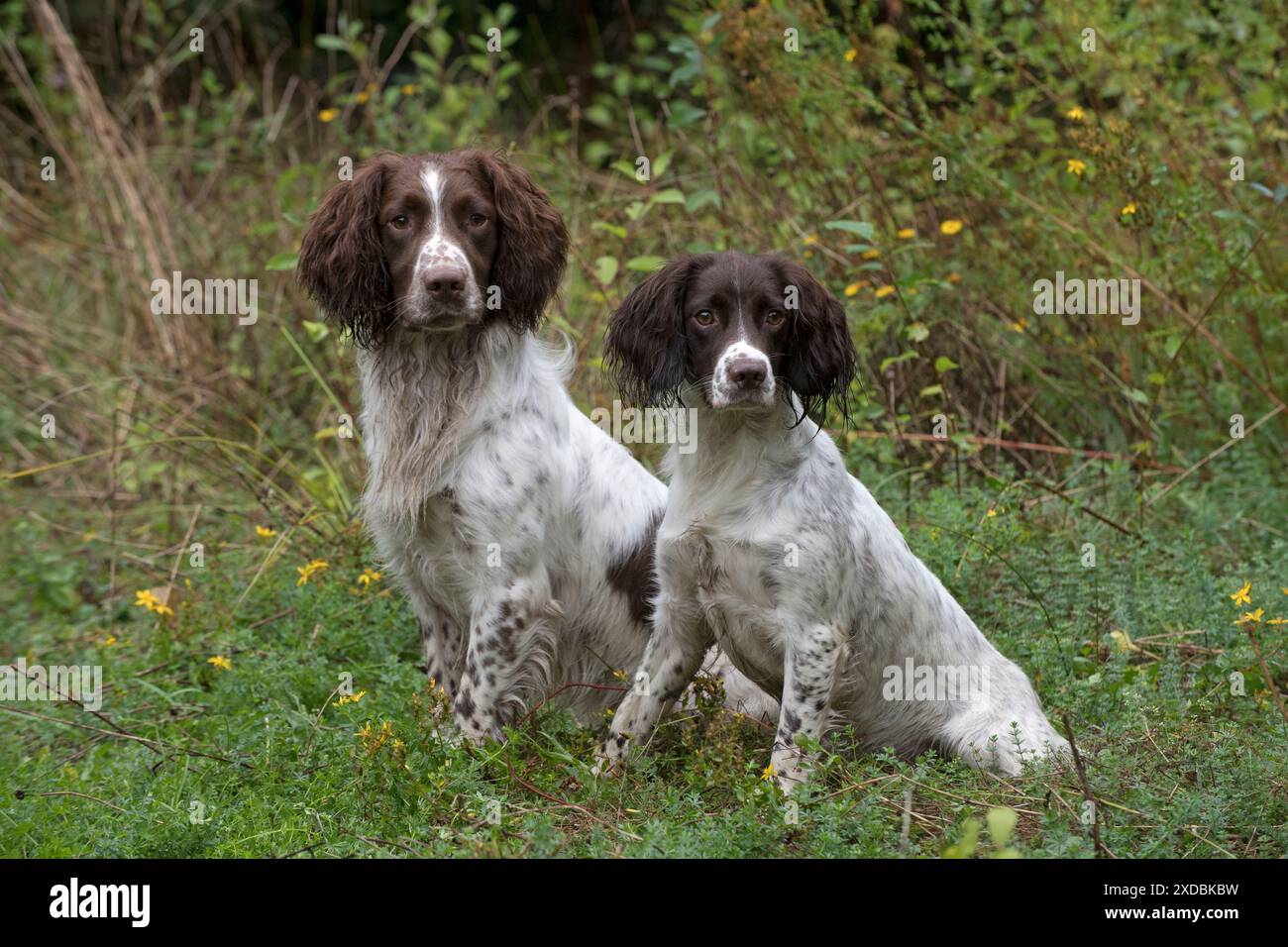 Hund Springer Spaniels Stockfoto